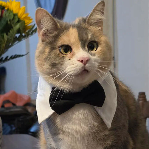 Cat Dog Tie with Collar Adjustable Puppy Pets Formal Necktie Collars Cat Dogs Bow Ties for Small Pets Grooming Costume Accessori
