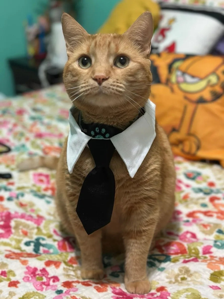 Cat Dog Tie with Collar Adjustable Puppy Pets Formal Necktie Collars Cat Dogs Bow Ties for Small Pets Grooming Costume Accessori