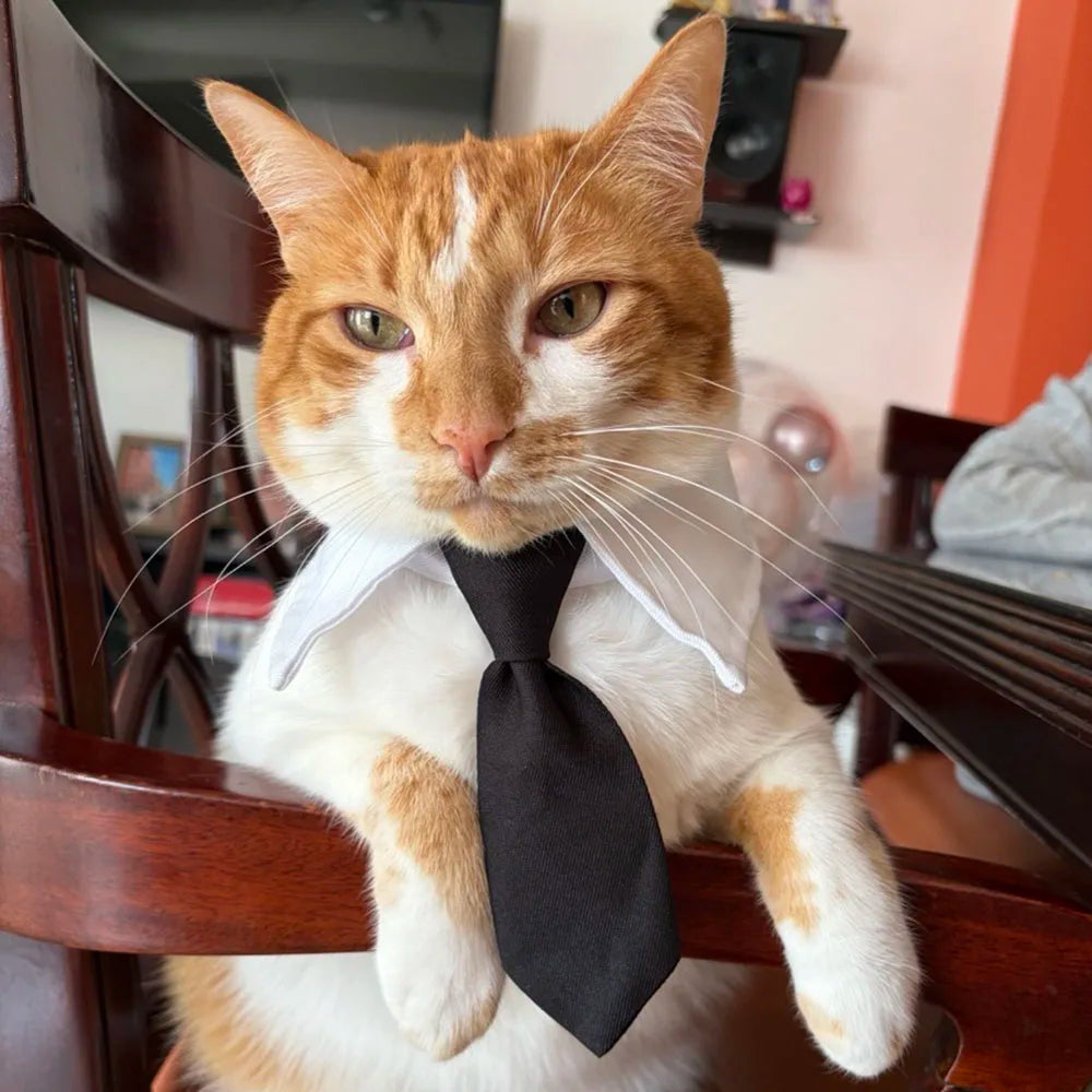 Cat Dog Tie with Collar Adjustable Puppy Pets Formal Necktie Collars Cat Dogs Bow Ties for Small Pets Grooming Costume Accessori