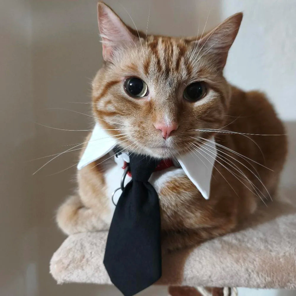 Cat Dog Tie with Collar Adjustable Puppy Pets Formal Necktie Collars Cat Dogs Bow Ties for Small Pets Grooming Costume Accessori