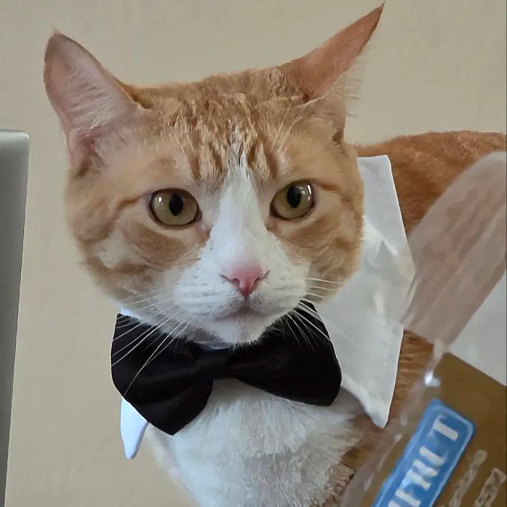 Cat Dog Tie with Collar Adjustable Puppy Pets Formal Necktie Collars Cat Dogs Bow Ties for Small Pets Grooming Costume Accessori